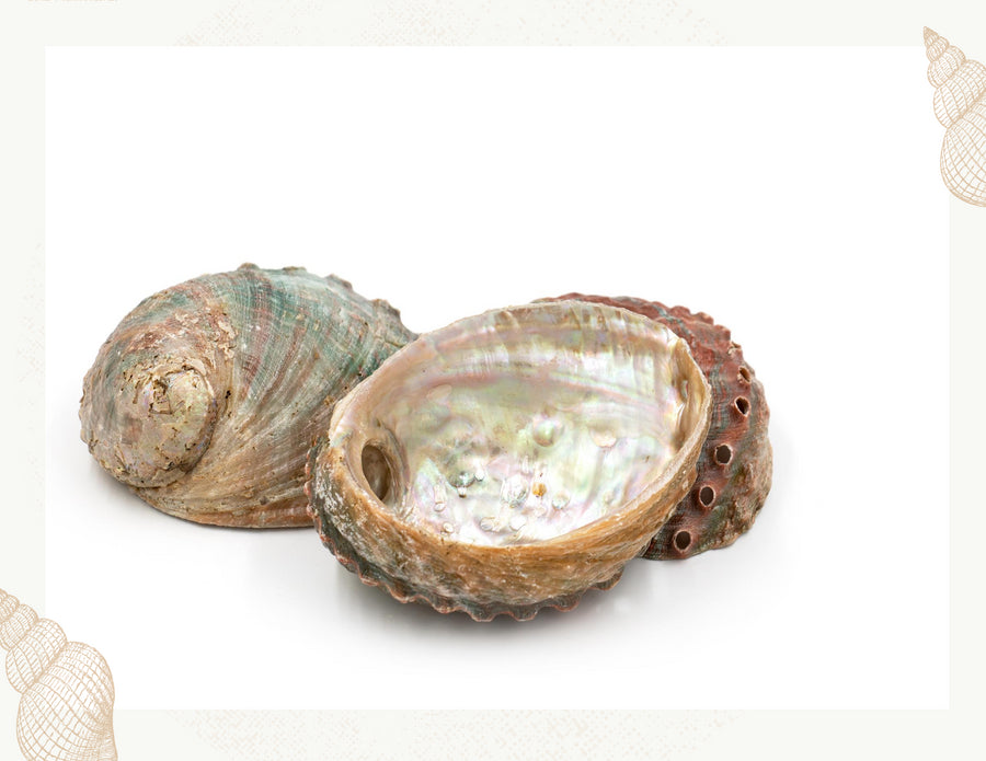 shop green and pink abalone shells